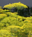 BIO Kopr vonný Diana - Anethum graveolens - bio semena kopru - 300 ks