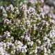 BIO Tymián - Thymus vulgaris - bio semena tymiánu - 500 ks