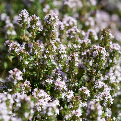 BIO Tymián - Thymus vulgaris - bio semena tymiánu - 500 ks