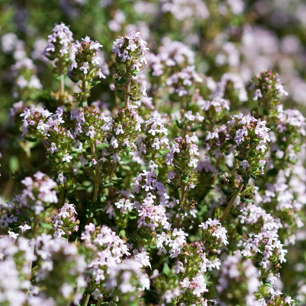 BIO Tymián - Thymus vulgaris - bio semena tymiánu - 500 ks