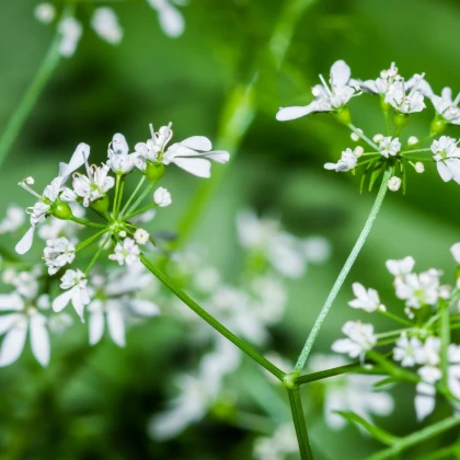 BIO Koriandr setý - Coriandrum sativum - bio semena koriandru - 100 ks