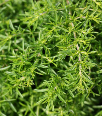 BIO Saturejka horská - Satureja hortensis - bio semena saturejky - 500 ks