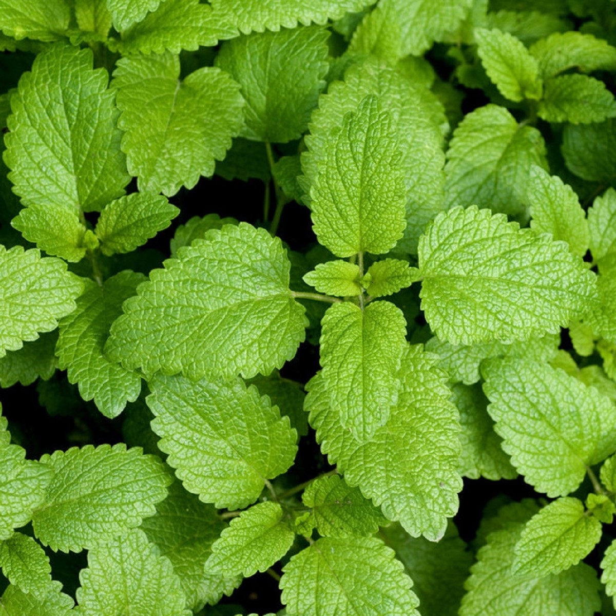 BIO Meduňka - Melissa officinalis - bio semena meduňky - 350 ks