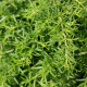 BIO Saturejka zahradní - Satureja hortensis - bio semena saturejky - 600 ks