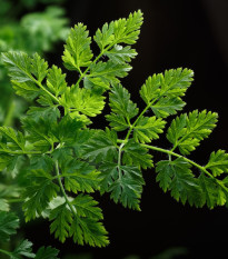 BIO Kerblík setý Fijne Krul - Anthriscus cerefolium crispum - bio semena kerblíku - 400 ks