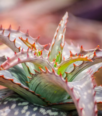 Aloe - Aloe branddraaiensis - semena aloe - 6 ks
