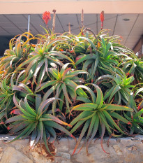 Aloe stromovitá - Aloe arborescens - semena aloe - 6 ks
