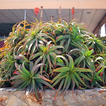 Aloe stromovitá - Aloe arborescens - semena aloe - 6 ks