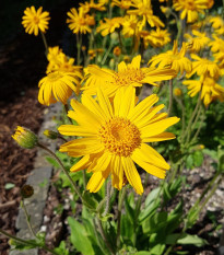 Arnika horská - Arnica montana - semena arniky - 13 ks