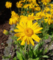 Arnika horská - Arnica montana - semena arniky - 13 ks