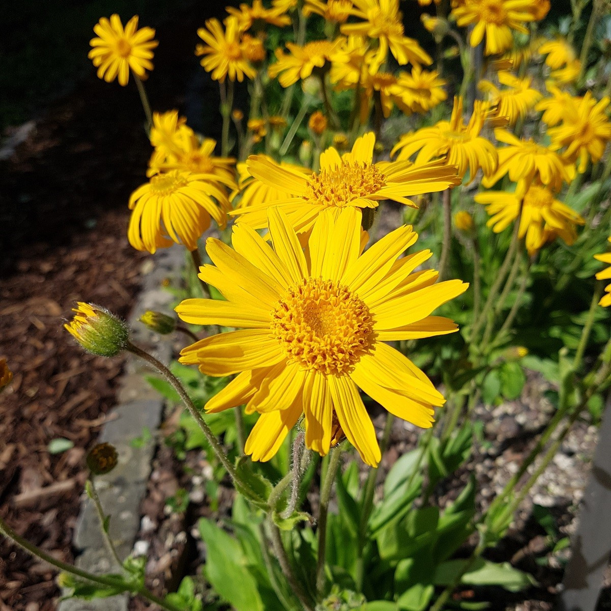 Arnika horská - Arnica montana - semena arniky - 13 ks