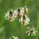 Jitrocel kopinatý - Plantago lanceolata - semena jitrocele - 0,2 g