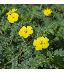 Kotvičník zemní - Tribulus terrestris - semena kotvičníku - 7 ks