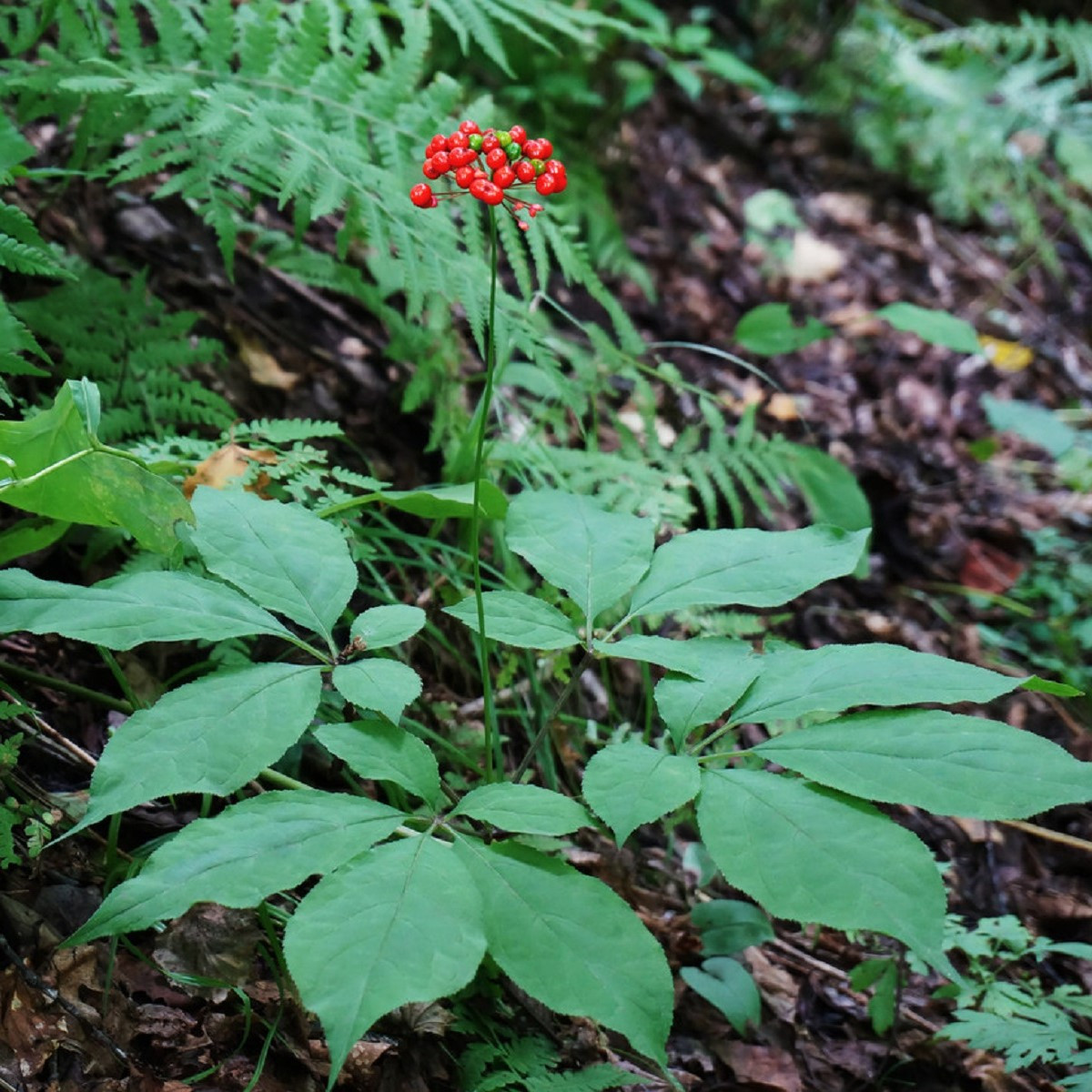 Ženšen pravý - Panax ginseng - semena ženšenu - 2 ks