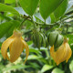 Illatos kananga – Cananga odorata – kananga magok – 8 db