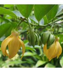 Illatos kananga – Cananga odorata – kananga magok – 8 db