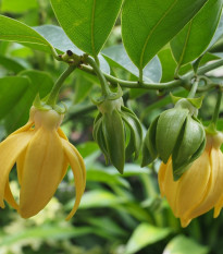 Kananga vonná - Cananga odorata - semena kanangy - 4 ks