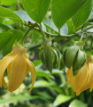 Illatos kananga – Cananga odorata – kananga magok – 8 db