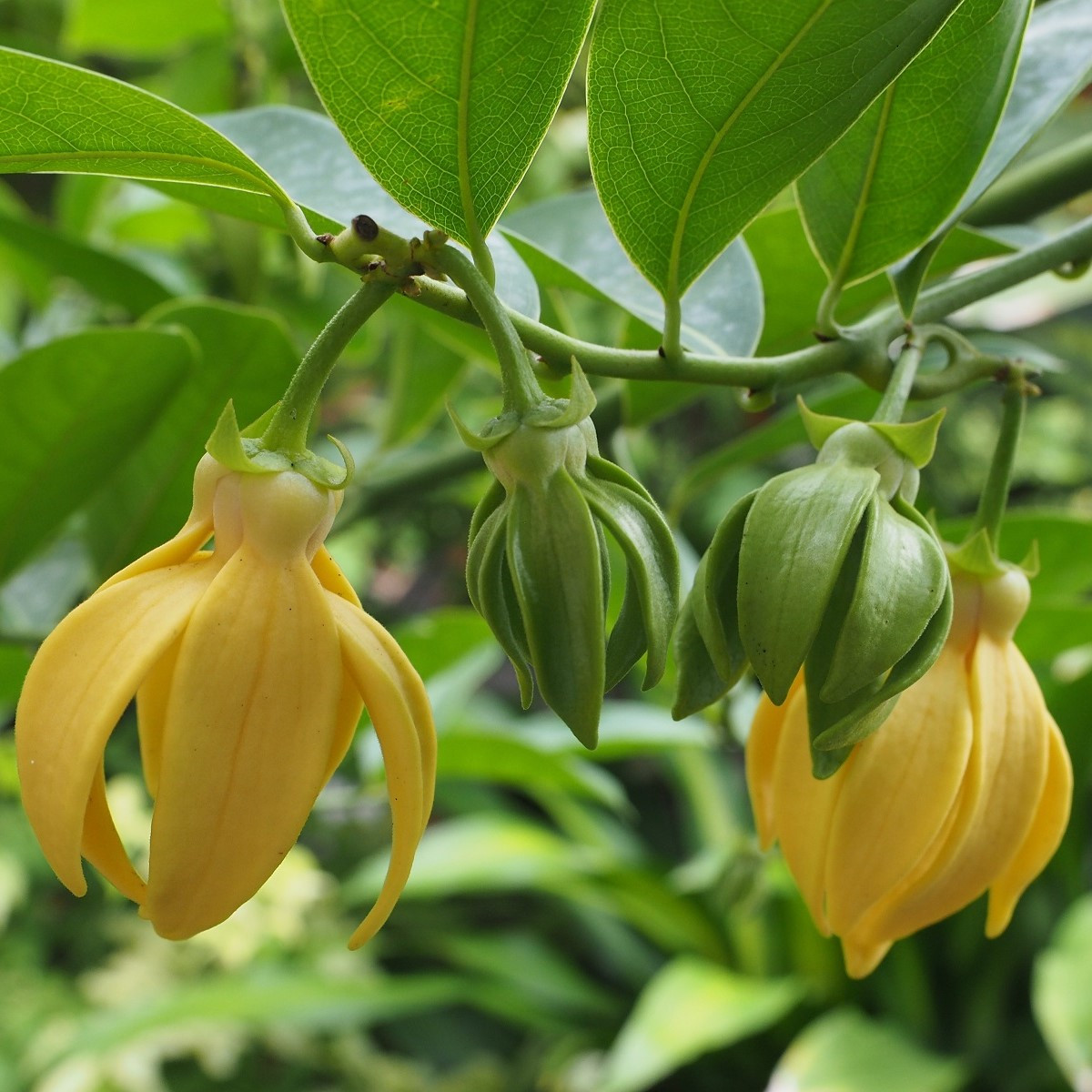 Kananga vonná - Cananga odorata - semena kanangy - 4 ks