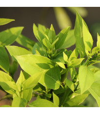 Kafrovník lékařský - Cinnamomum camphora - semena kafrovníku - 6 ks