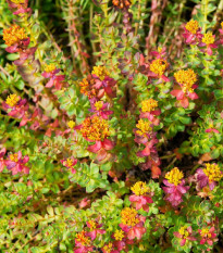 Rozchodnice růžová - Rhodiola rosea - semena rozchodnice - 8 ks