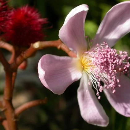Oreláník barvířský - Bixa orellana - semena oreláníku - 8 ks