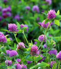 Jetel luční červený - Trifolium pratense - semena jetele - 100 ks