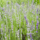 Levandule lékařská růžová SPECIÁL - Lavandula angustifolia - semena levandule - 15 ks