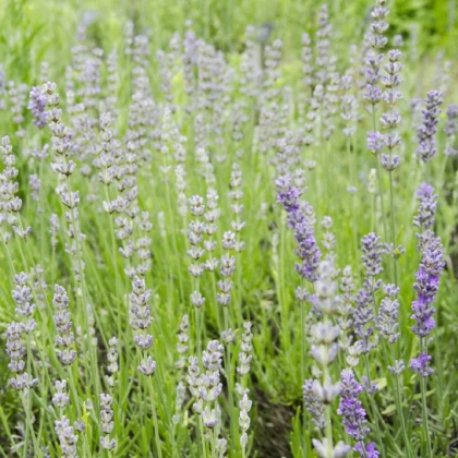 Levandule lékařská růžová SPECIÁL - Lavandula angustifolia - semena levandule - 15 ks