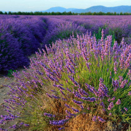 levendula-magok-orvosi-levendula-lavandula-angustifolia