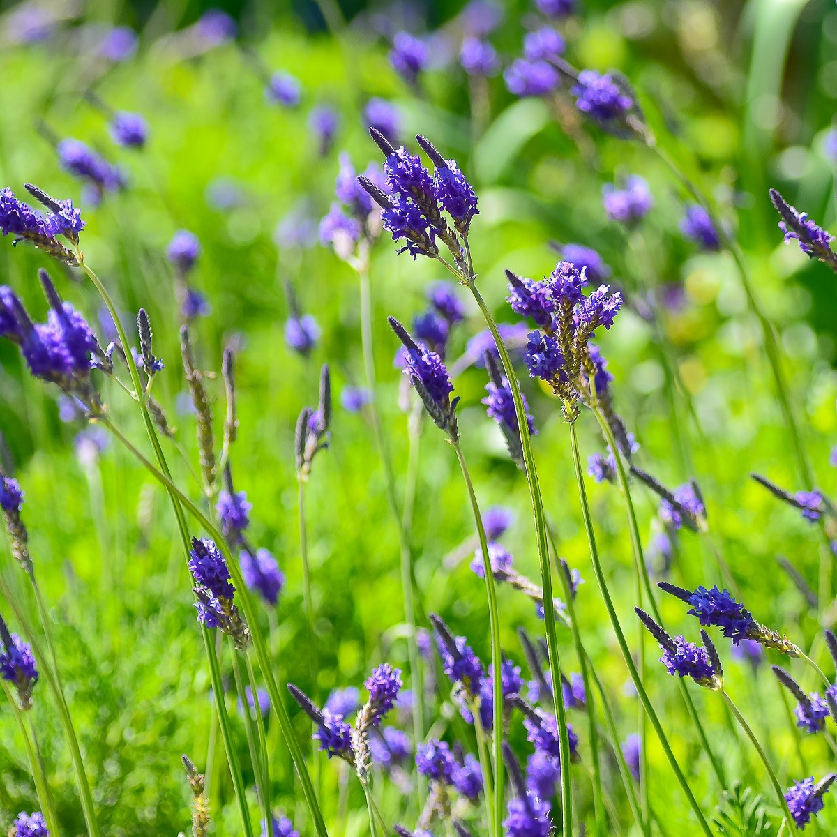 Levandule rozeklaná - Lavandula multifida - semena - 15 ks