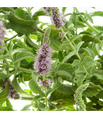 Máta rolní - Mentha arvensis - semena máty - 20 ks