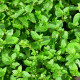 Máta klasnatá - Mentha viridis - semena máty - 25 ks