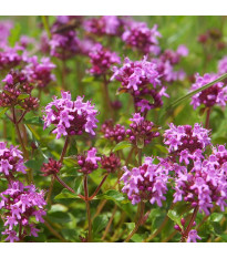 Mateřídouška - Thymus serpyllum - semena mateřídoušky - 500ks