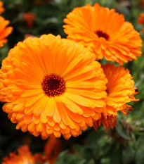 Měsíček lékařský Plamen Plus - Calendula officinalis - semena měsíčku - 85 ks