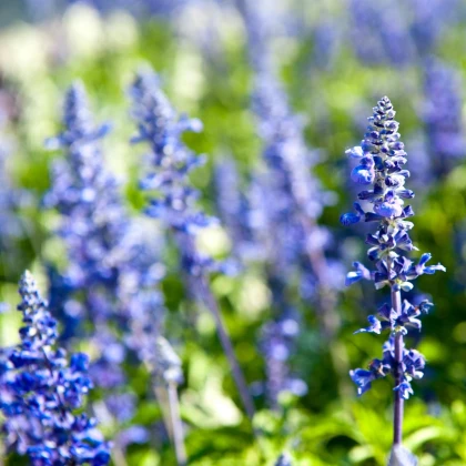 Yzop lékařský modrý - Hyssopus officinalis - semena yzopu - 200 ks