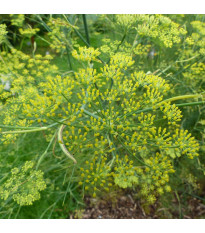 Anýz - Pimpinella anisum - semena anýzu - 250 ks
