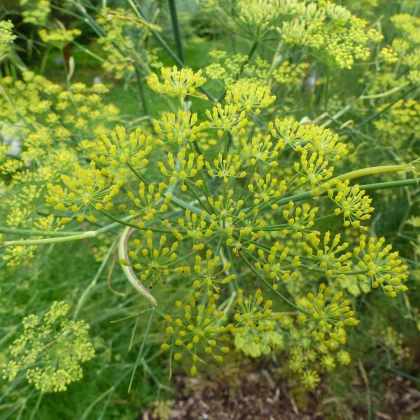 Anýz - Pimpinella anisum - semena anýzu - 250 ks