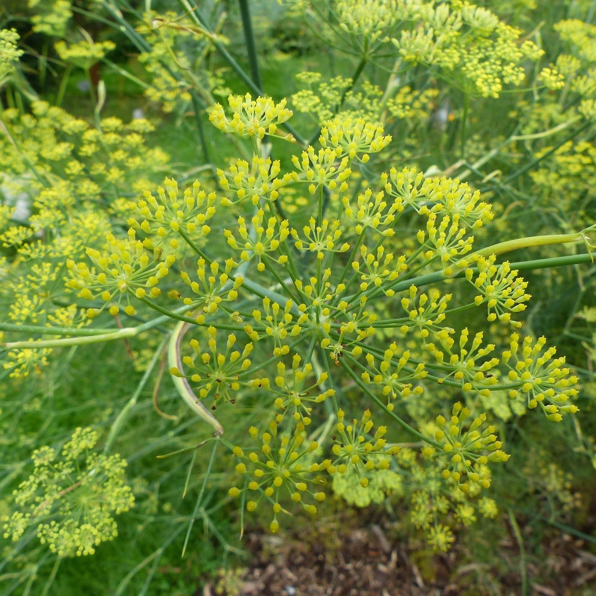 Anýz - Pimpinella anisum - semena anýzu - 250 ks