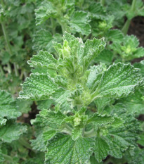 Jablečník obecný - Marrubium vulgare - semena jablečníku - 12 ks