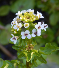 Potočnice lékařská - Nasturtium officinale - semena potočnice - 0,5 g