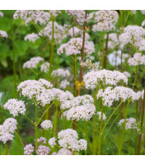 Kozlík lékařský - Valeriana officinalis - semena kozlíku - 150 ks