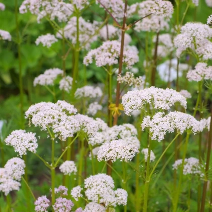 Kozlík lékařský - Valeriana officinalis - semena kozlíku - 150 ks