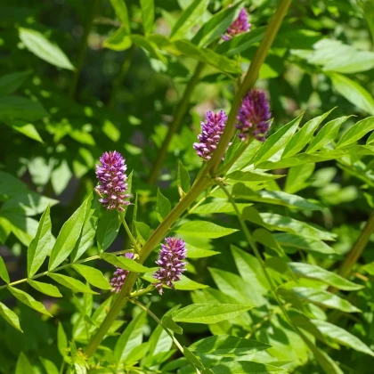 Lékořice lysá - Glycyrrhiza glabra - semena lékořice - 4 ks