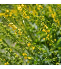 Řepík lékařský - Agrimonia eupatoria - semena řepíku - 20 ks
