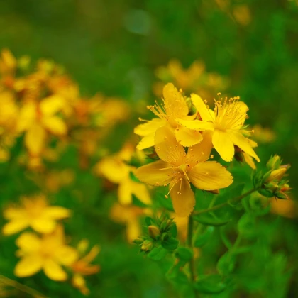 Třezalka tečkovaná - Hypericum perforatum - semena třezalky - 300 ks