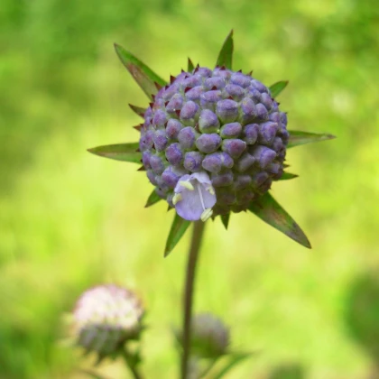 Čertkus luční - Succisa pratensis - semena čertkusu - 20 ks