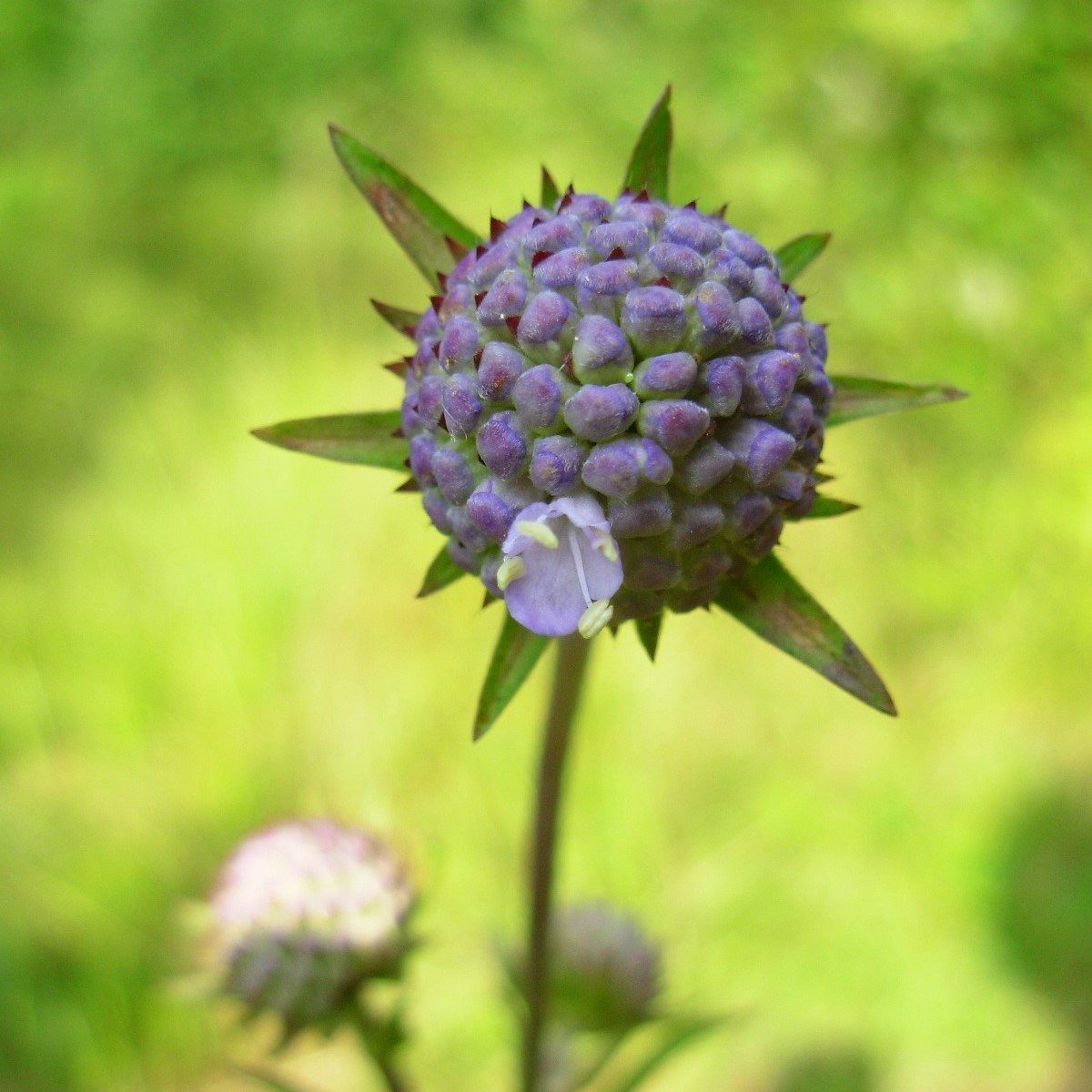 Čertkus luční - Succisa pratensis - semena čertkusu - 20 ks