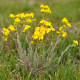 Rmen barvířský - Anthemis tinctoria - semena rmenu - 500 ks