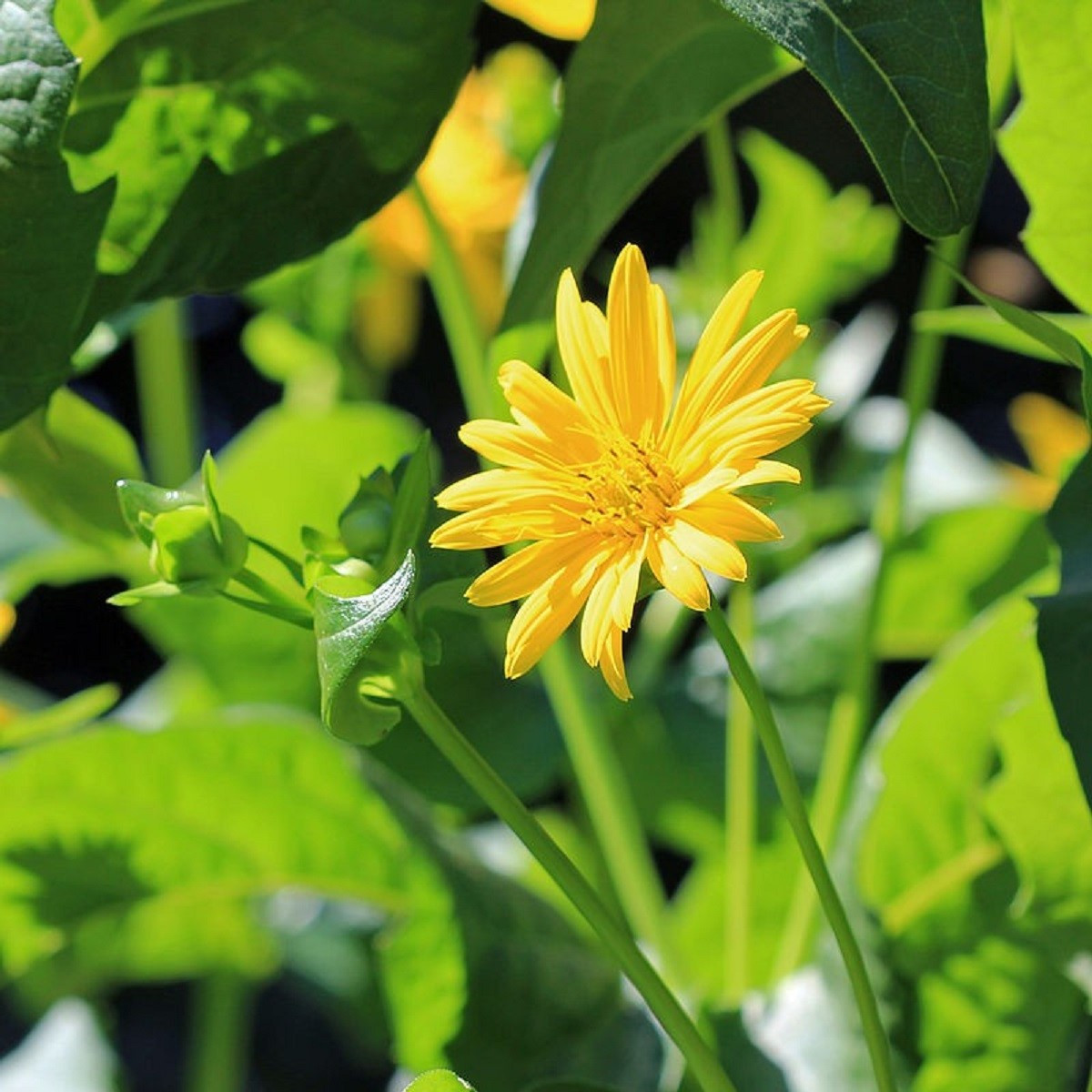 Mužák prorostlý - Silphium perfoliatum - semena mužáku - 8 ks